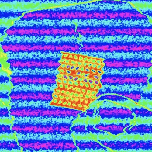 ACID - CHECKS PEPE Edition