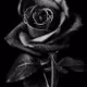 collection de la rose noire