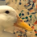 Quackson Pollock