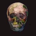 Flora Skull