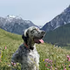 Rémy_GalleryDog