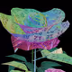 The Shredded Hologram Rose by Rosa Menkman