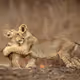 Wild Embrace