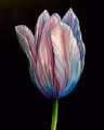 Tulipmania V2