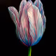 Tulipmania V2