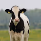 Cows with Hats