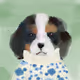 dogs wearing turtlenecks