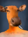 Animalism Inside - old V2