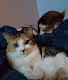 Muffins D Kitty