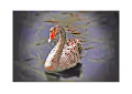 BLACK  SWAN COLLECTION
