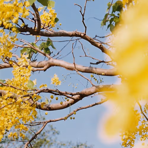 FILM PHOTOGRAPHY EDITIONS