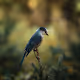 Birds-of-Pray