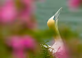 Gannets of Bempton