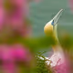 Gannets of Bempton