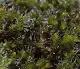 Dark Moss