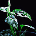 Shadow Plants