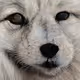 Artic Dog Wolfenstein