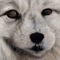 Artic Dog Wolfenstein