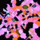 Neural Originals Collection