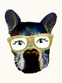 HelloDog Collection