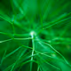 The Abstract Plants
