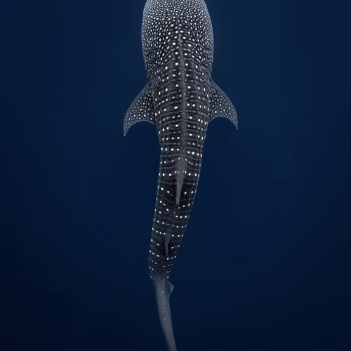 Whaleshark Collection