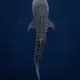 Whaleshark Collection