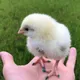 Chickens - Chicky, Chik and Chubchick