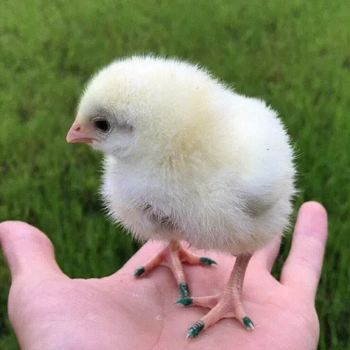 Chickens - Chicky, Chik and Chubchick