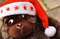 Macaca Kool