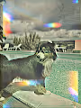 Water Dog