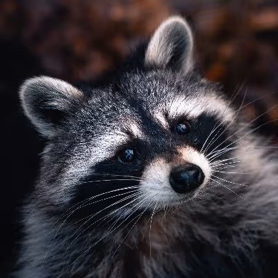 Raccoon