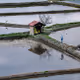 Paddy Pond
