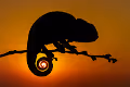 mediterranean chameleon - old
