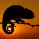 mediterranean chameleon - old