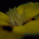 Brian Pate Photography - old