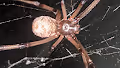 TinyLife"BrownWidowSpider"