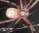 TinyLife"BrownWidowSpider"