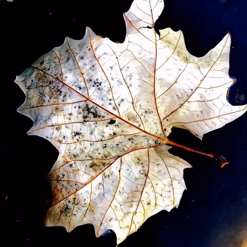 Leaflections