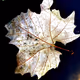 Leaflections