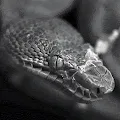Wildlife Club