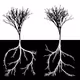 Random Trees