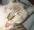 My resting cat