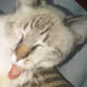 My resting cat