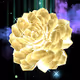 Holoflora