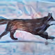 Animals through the eyes of a child