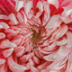 Some Flowers By Flower Blocks