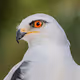 The World Of Birds