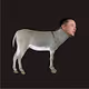 DONKEY ELON - old