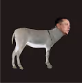 DONKEY ELON - old